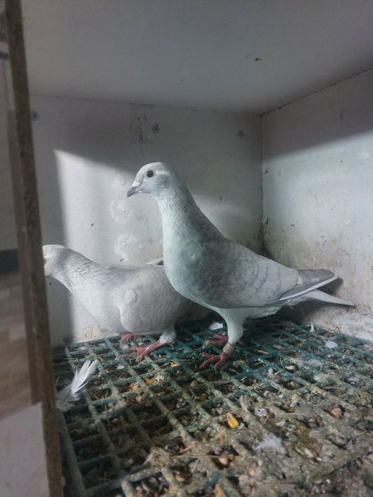 Golebie pocztowe reduced  rubella