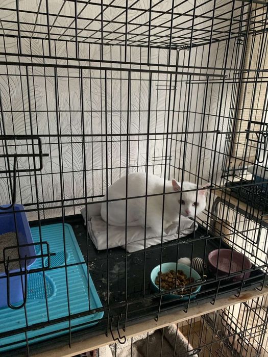 Перетримка тварин  Київ цілодобово зооотель передержка