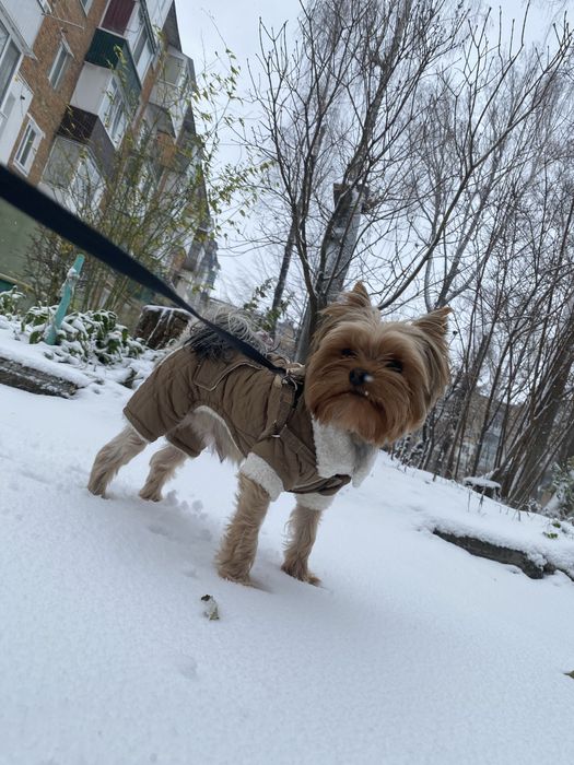 Вʼязка Йоркшерський терєр