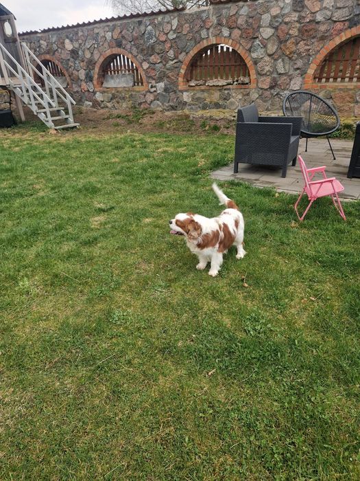 Cavalier pies blenheim