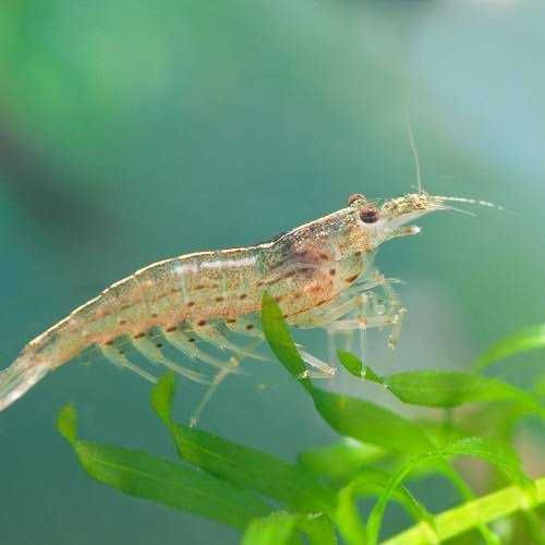 Krewetki AMANO - Caridina multidentata - PAKIET 25 sztuk - WYSYŁKA