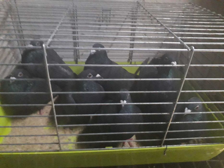 Gołębie pocztowe obroczkowan czarne