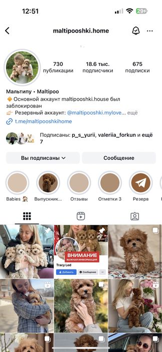 Качественные щеночки Мальтипу !!!