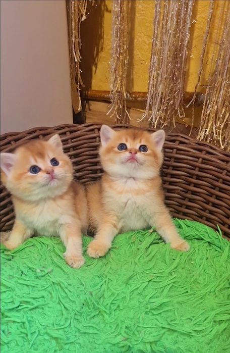 Шикардосик ждёт вас!Золотая шиншилла