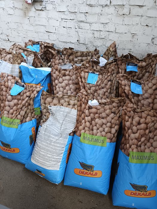 Продам насіневу сою "Максимус"