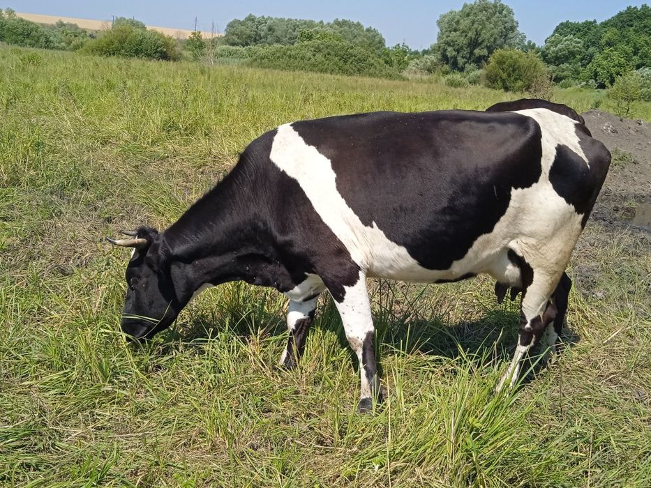 Продам корову та теличку