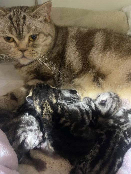 Шотландські кошенята