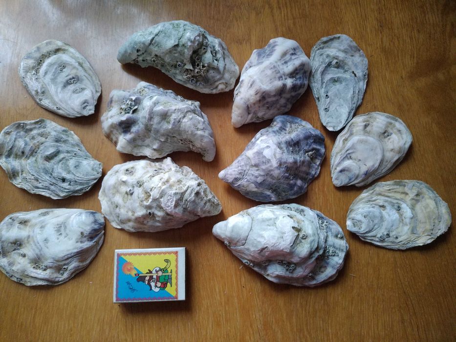 Ракушки рапана и другие для аквариумов,поделок,коллекций.