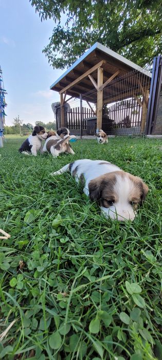 Pieski mama beagle