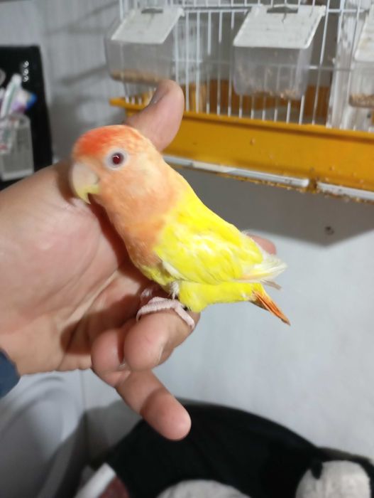 Vendo agapórnis criada a mão