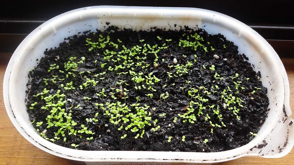 1000 Sementes Tabaco Virginia Gold Biológico Orgânico Natural Planta