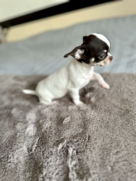 Femea chihuahua mini