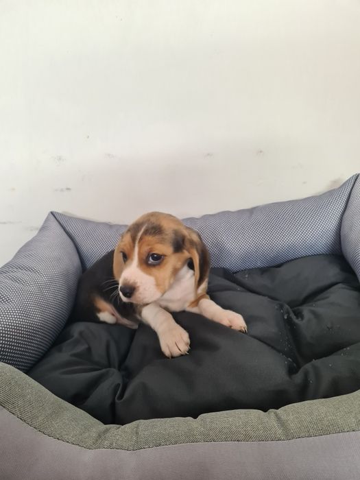 Beagle trikolor szczeniak