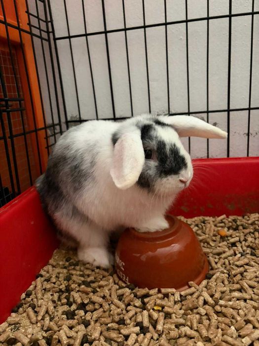 Coelhos anões mini lop*Lionhead