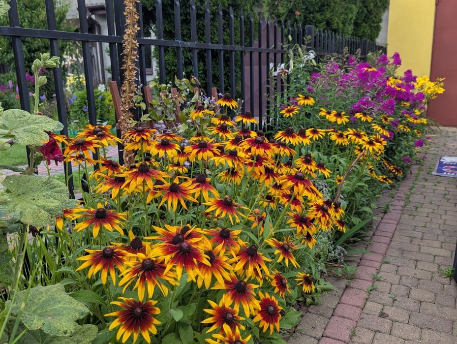 20 sz. Bylin mixuj dowolnie-Kocimiętka  przetacznik, rudbekia