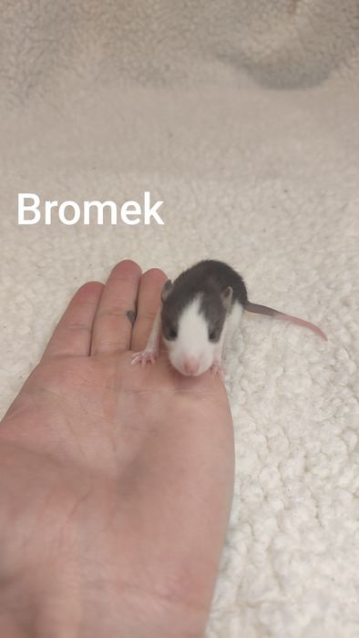 Szczury szczurki szczur młody