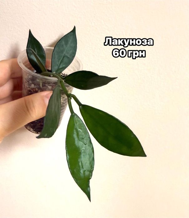 Densifolia , Noona , pachyclada, Pubicalyx,, Motoskii))