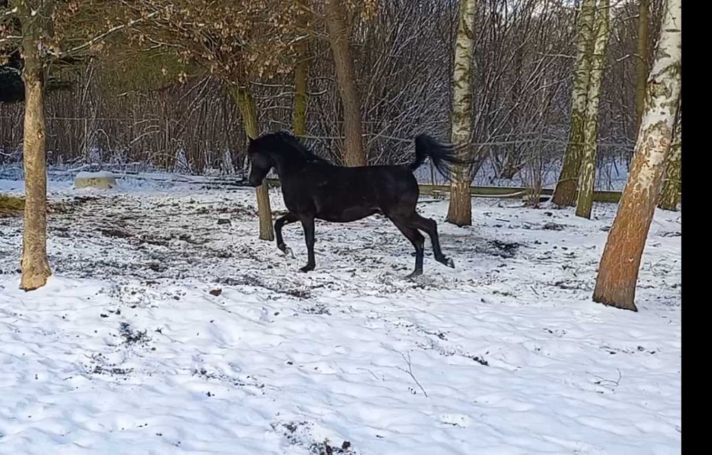 Kary wałach czystej krwi arabskiej po Nadi Al Khalediah