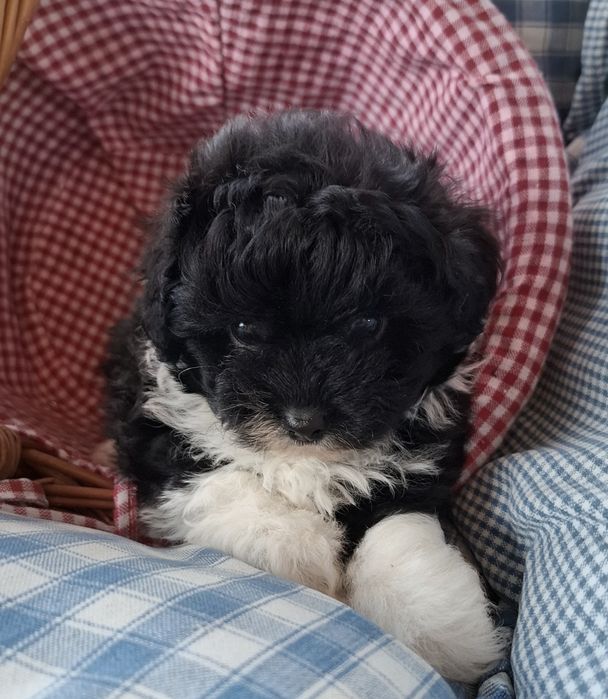 Poomapoo chlooczyk  maskotka -pudel i pomeranian,  odbiór 17 września.