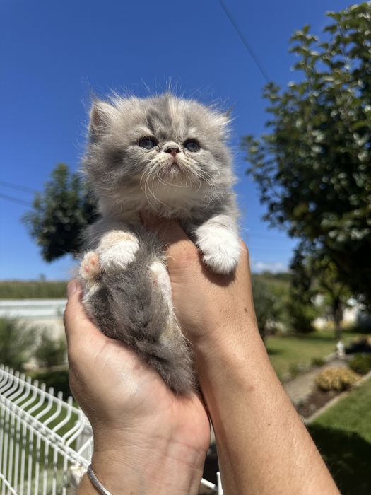 Gatinha Persa Cinza