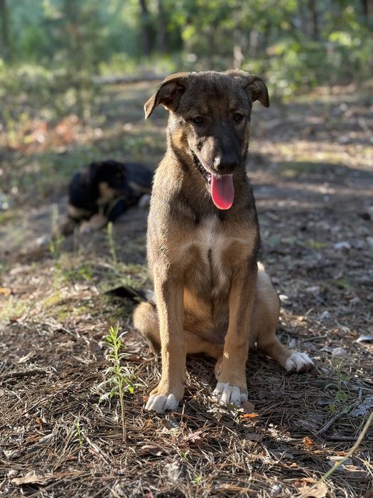 Дівчинка Соня самка собака цуценя щенок в добрі руки сука