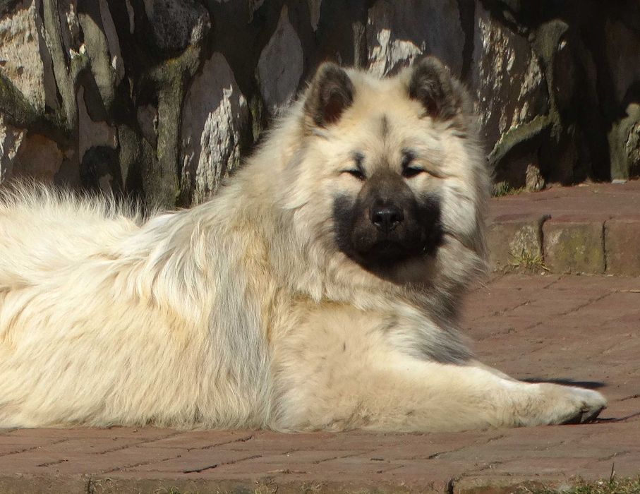 Eurasier - plany hodowlane na rok 2026