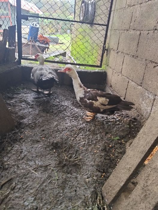 Vendem-se patos mudos