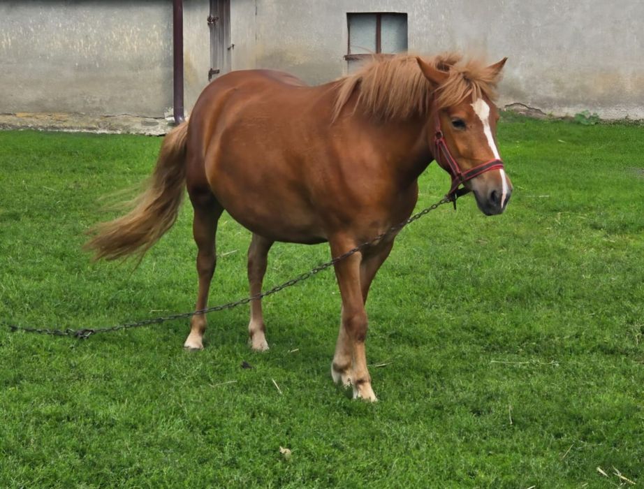 Sprzedam klacz  kuca