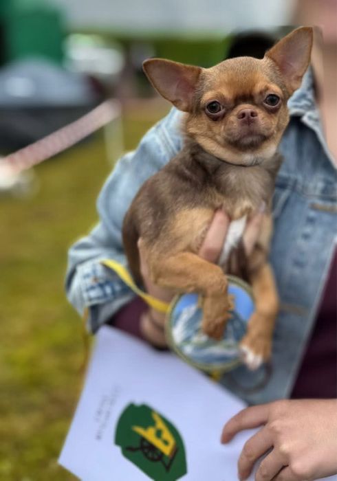 Chihuahua krótkowłosy śliczny piesek