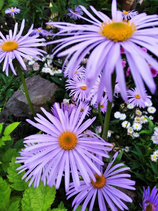 Армерія, Флокс розчепірений,Ромашка