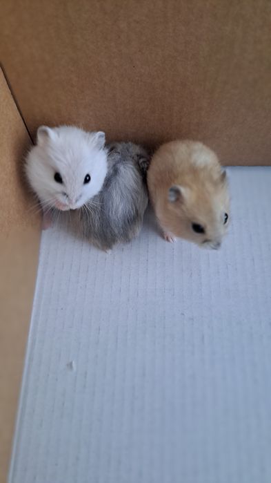 Хом"яки джунгарики(забрати можно з 05.02).