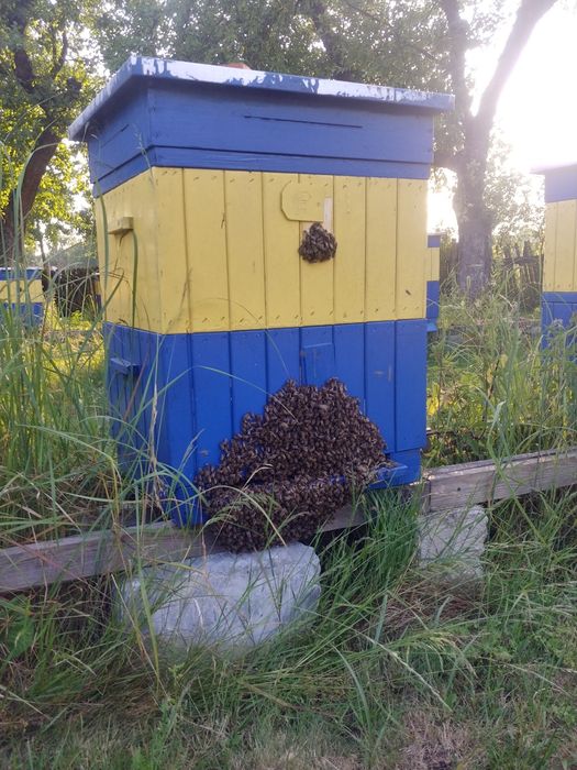 Pszczoły - Sprzedam Silne Rodziny