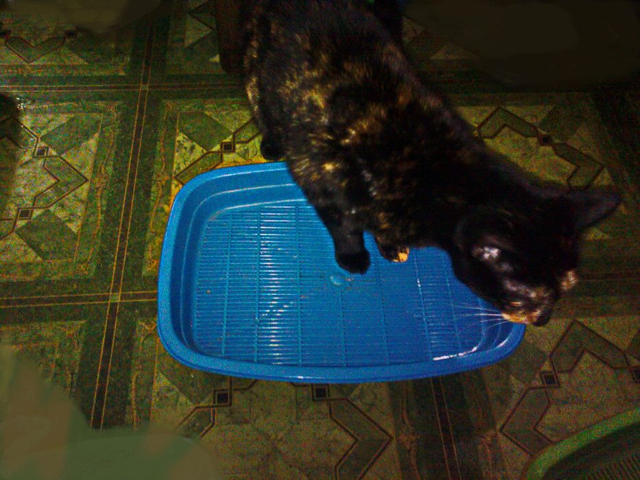 Продаётся кошачий туалет лоток.