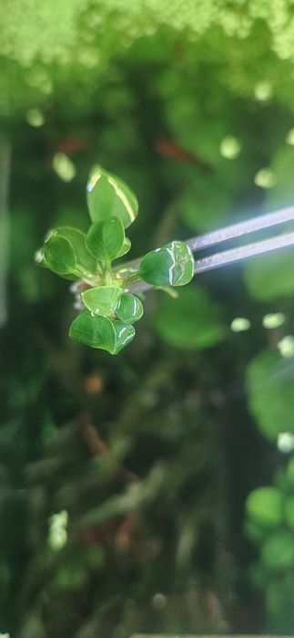 7 Plantas anubia mini (anubia Barteri sp. Mini/ Petite)