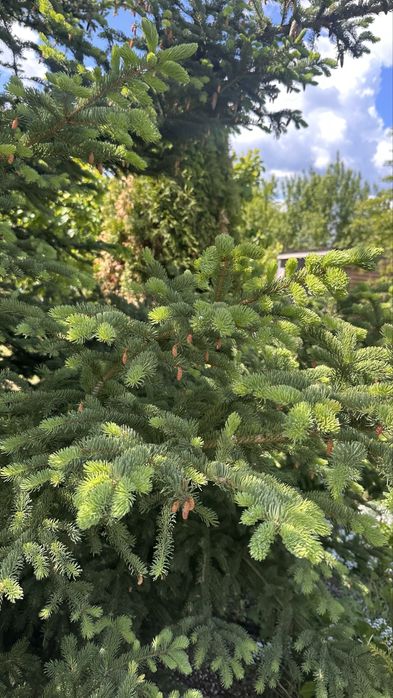 Продам будинок в Потіївці. Якщо про покій, то це саме тут.