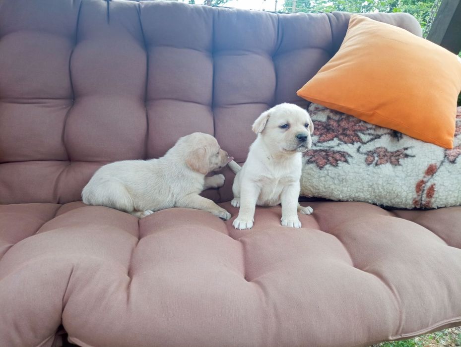 Цуценя породи лабрадор 2 місяці