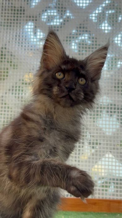 Sprzedam kociaka rasy Maine Coon