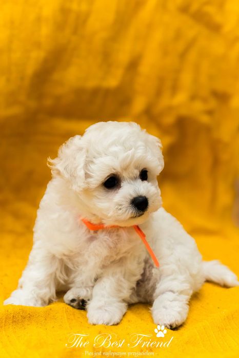 Suczka The Best Friend–Bichon Frise ZKWP nie Maltańczyk