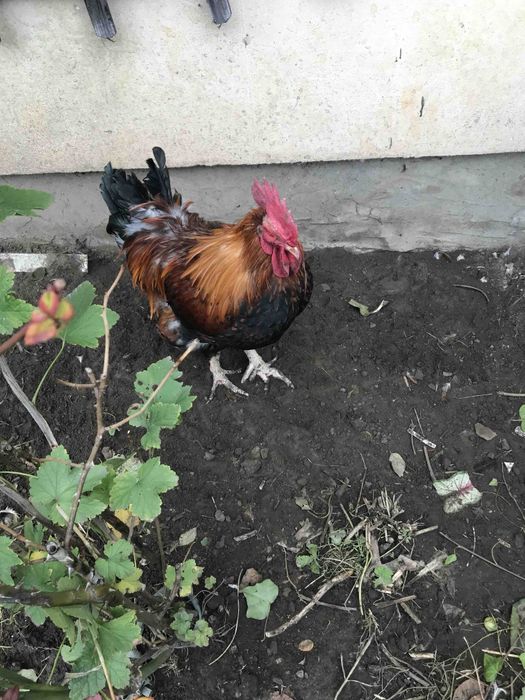 Півень Лівенська