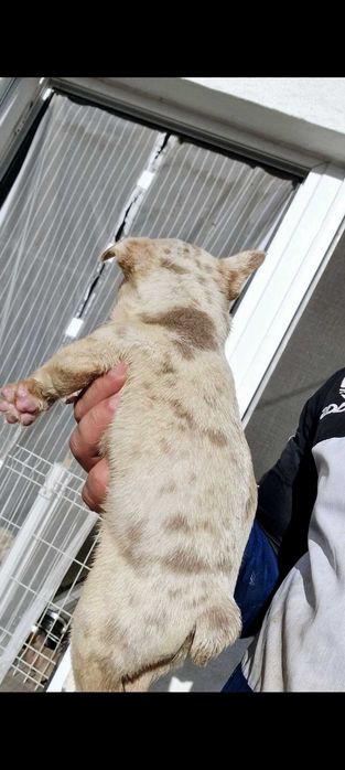 Bulldog francês Fêmea isabella Merle