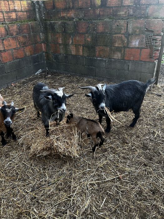 Cabras anas machos disponiveis 2