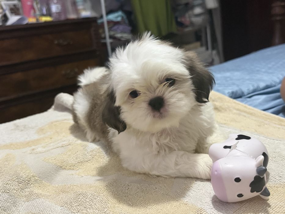 Shih tzu puro macho