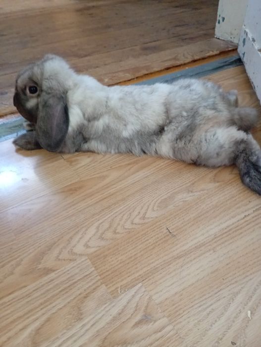 Królik mini  lop