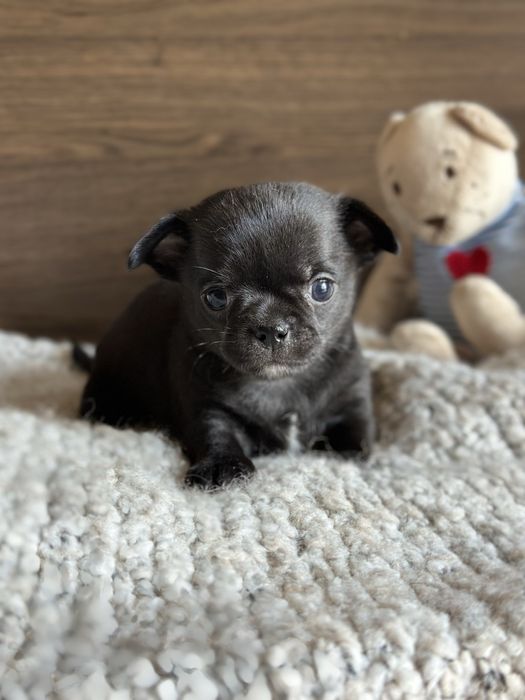 CHIHUAHUA chlopiec  :)