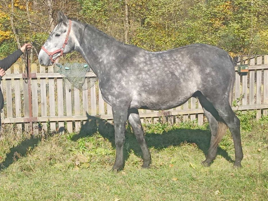 sprzedam konia małopolskiego z wybitnym rodowodem sportowym