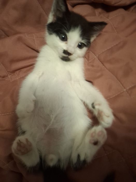 Котик, кошеня хлопчик