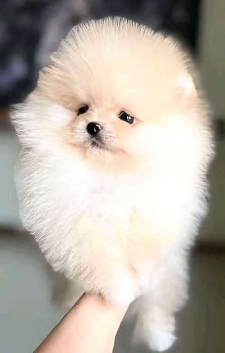 Pomeranian miś mini