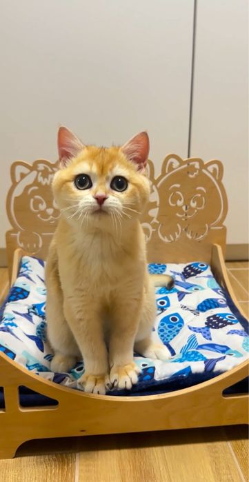 Лагідний грайливий мурчун