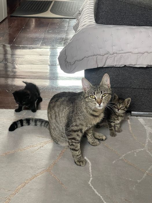 Kot do adopcji czarny tygrysek