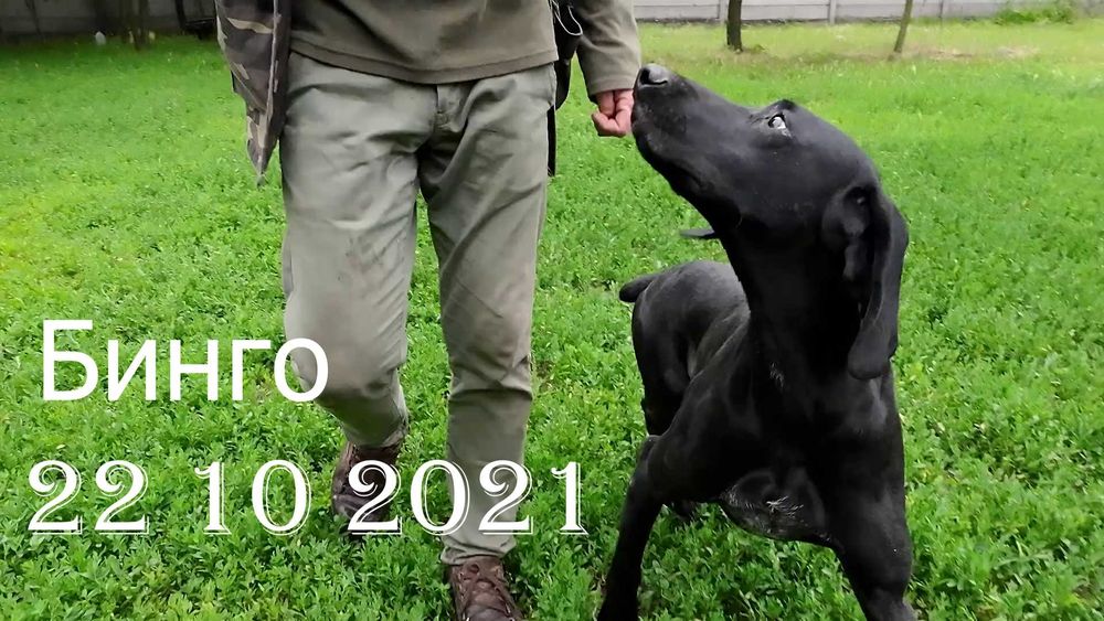 Профессионально, качественно подготовленные собаки для охоты.